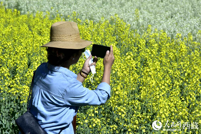 大片油菜花吸引游客到來(lái)。人民網(wǎng) 李海霞攝