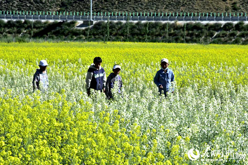 小孩在油菜花田嬉戲。人民網(wǎng) 李海霞攝