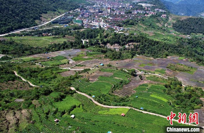 圖為西藏林芝市墨脫縣城附近的茶田。(無人機照片) 李林 攝