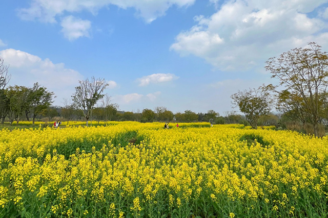 每到油菜花季，就有市民相約到重慶廣陽(yáng)島上踏青賞花。鄒樂(lè)攝