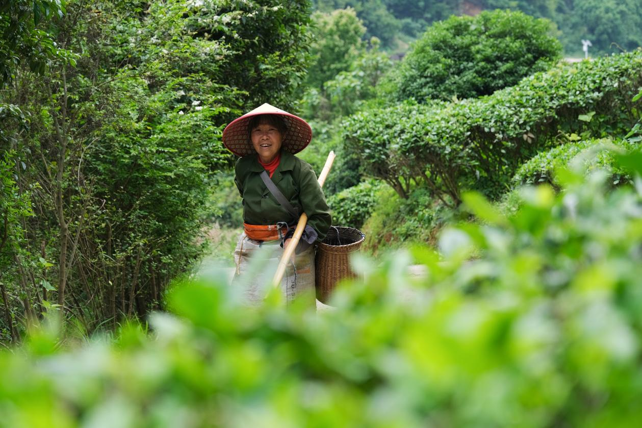 2024年4月24日，湖南省衡陽市耒陽市龍?zhí)伶?zhèn)江頭貢茶葉種植專業(yè)合作社，村民在茶山采摘茶葉，實現(xiàn)了家門口就業(yè)。