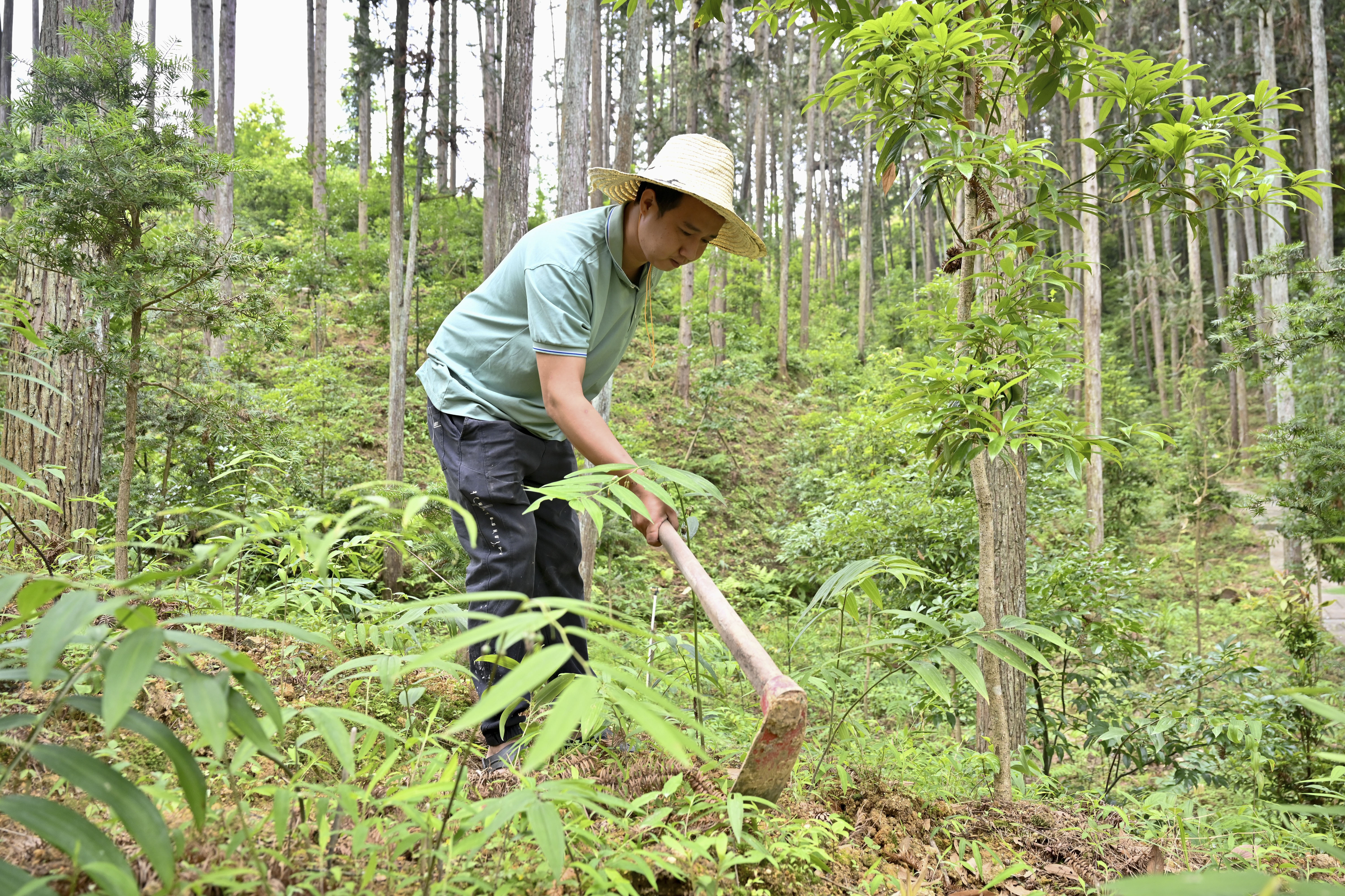 2024年5月9日，福建省三明市馬巖林下經濟種植示范基地工人在管理林下種植的多花黃精。