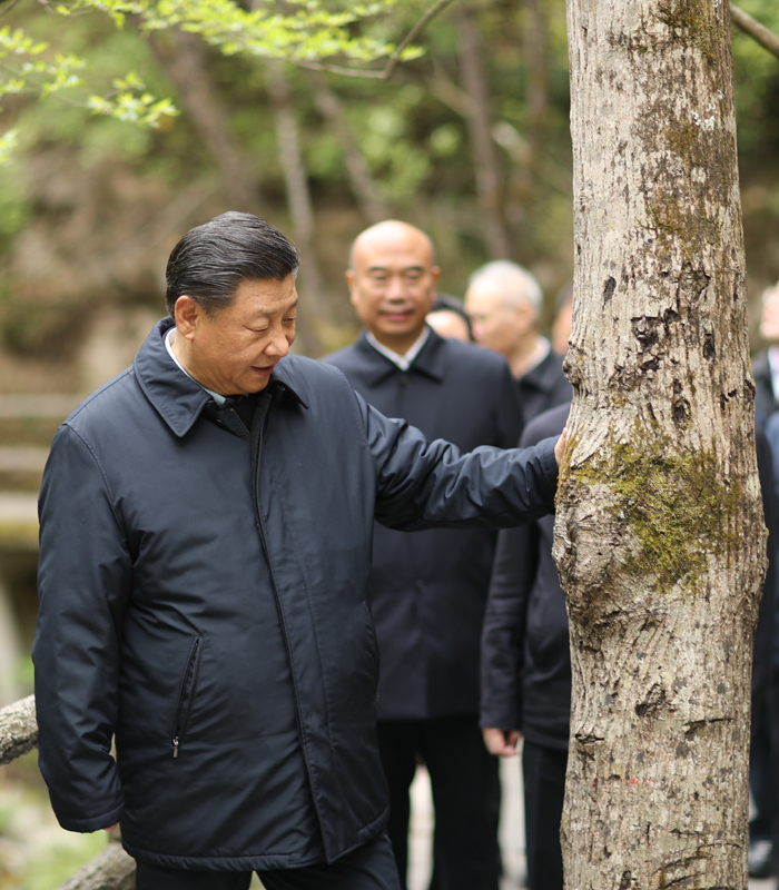 　2020年4月，習近平總書記來到位于商洛市柞水縣的秦嶺牛背梁國家級自然保護區(qū)，考察秦嶺生態(tài)保護情況。新華社記者 鞠鵬 攝