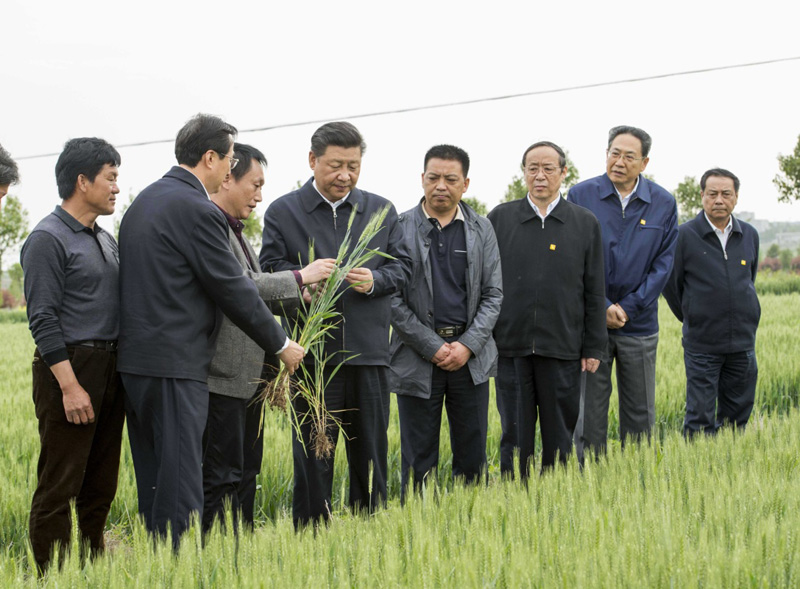 2016年4月25日下午，習(xí)近平在安徽滁州市鳳陽縣小崗村察看小麥長勢(shì)。左一為種糧大戶程夕兵。新華社記者 李學(xué)仁 攝