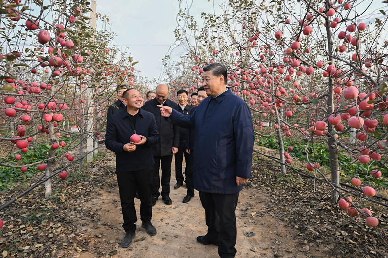2022年10月26日，習(xí)近平總書記在陜西省延安市安塞區(qū)高橋鎮(zhèn)南溝村的蘋果園里同老鄉(xiāng)們親切交流。