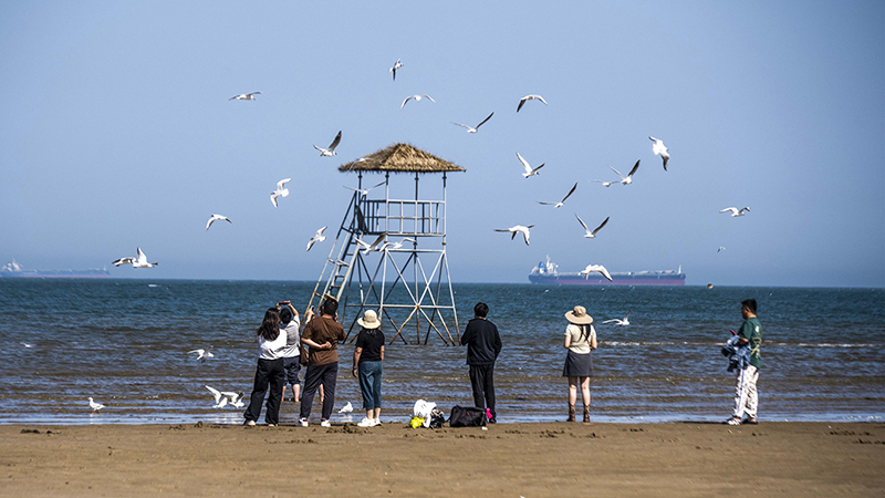 2024年5月12日，河北秦皇島，北戴河鴿子窩公園成群海鷗在天空中自由翱翔，與大海、藍(lán)天構(gòu)成了一幅美麗的畫卷。