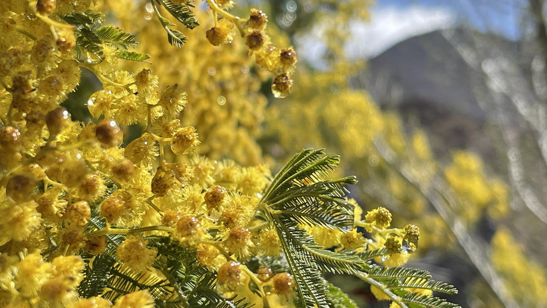 清晨帶著露珠的金合歡花。