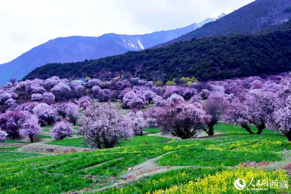 一樹樹野桃花開得正艷。人民網(wǎng) 李海霞攝