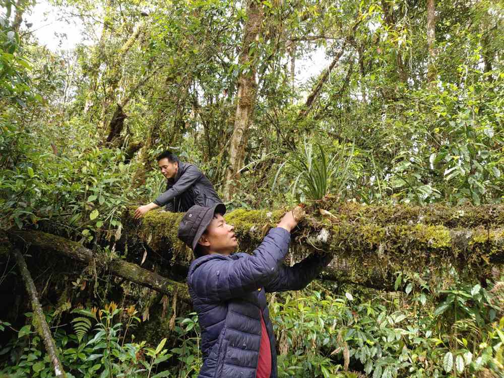 蘭花歸野。圖片由山水自然保護(hù)中心提供