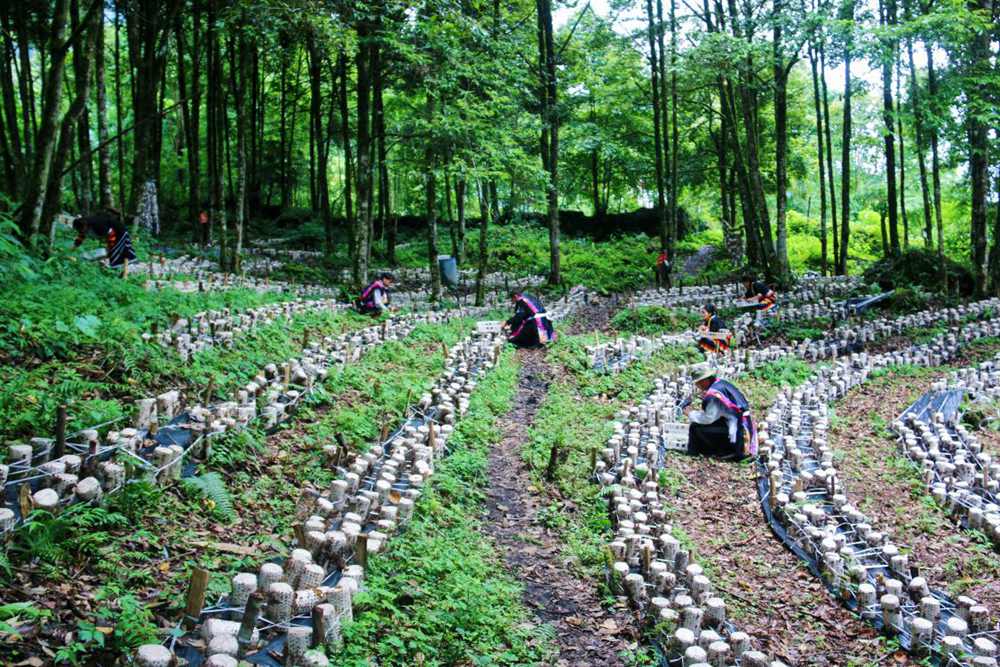 木耳種植基地。次仁央宗攝