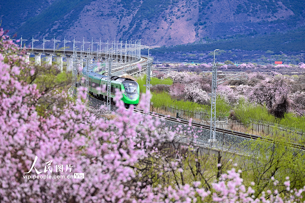 西藏林芝：雪域高原列車穿越花?！?】