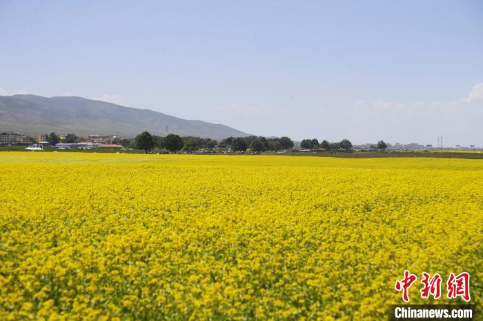 圖為青海湖畔油菜花海?！●R銘言 攝