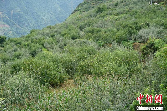 黃草坪村蘋果基地?！∽g 攝