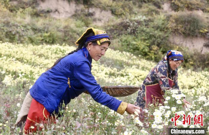 黑水村民在采摘杭白菊。桐鄉(xiāng)市宣傳部提供