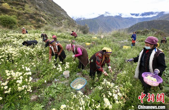 “落戶”黑水的杭白菊。桐鄉(xiāng)市宣傳部提供