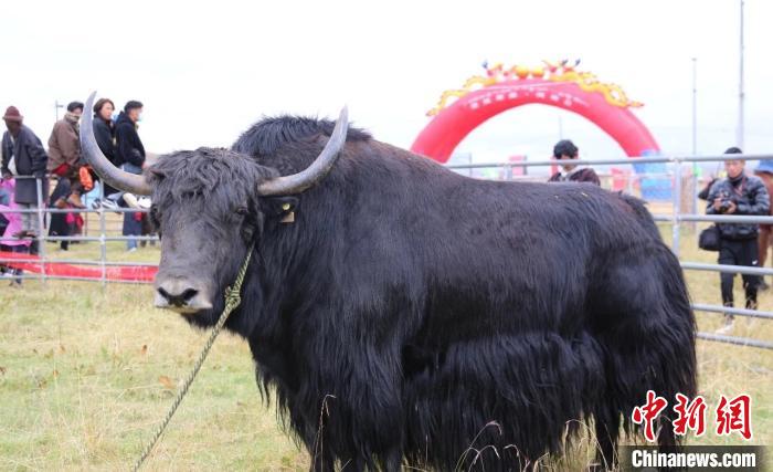 青海78個農(nóng)產(chǎn)品獲國家地理標志登記保護