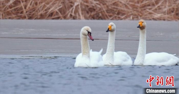 圖為疣鼻天鵝與大天鵝。　青海國家公園觀鳥協(xié)會供圖 攝