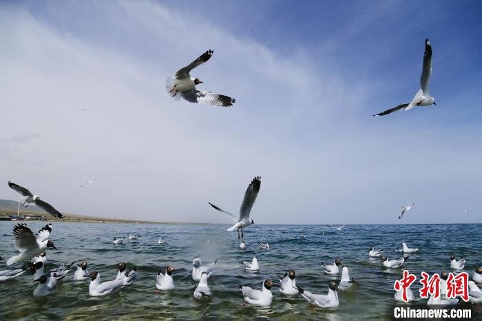 圖為水鳥在青海湖飛翔?！●R銘言 攝