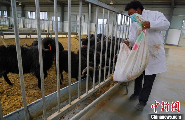 圖為飼養(yǎng)員給黑藏羊喂食?！●R銘言 攝