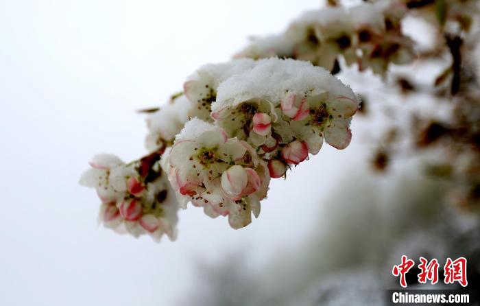 花兒被冰雪覆蓋?！±钣腊?　攝