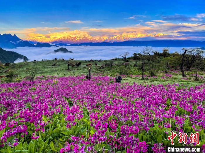 春天的牛背山花海。　游蓉萍 攝