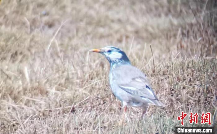 灰椋鳥成為青海湖鳥類新成員