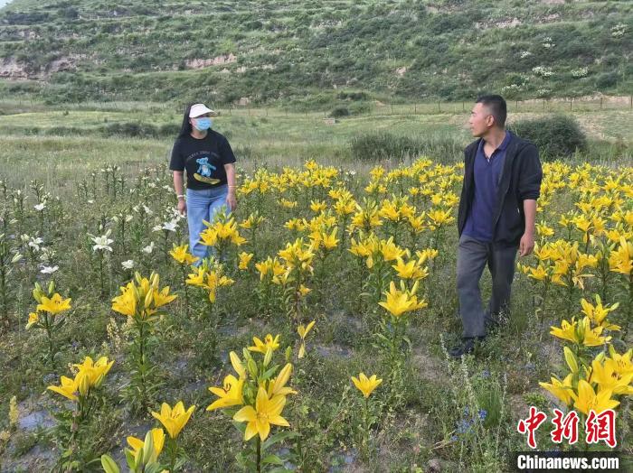 村民采摘百合花?！∪捞量h委宣傳部供圖