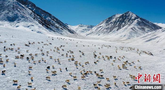 圖為羊群在雪地里覓食?！《继m縣融媒體中心供圖