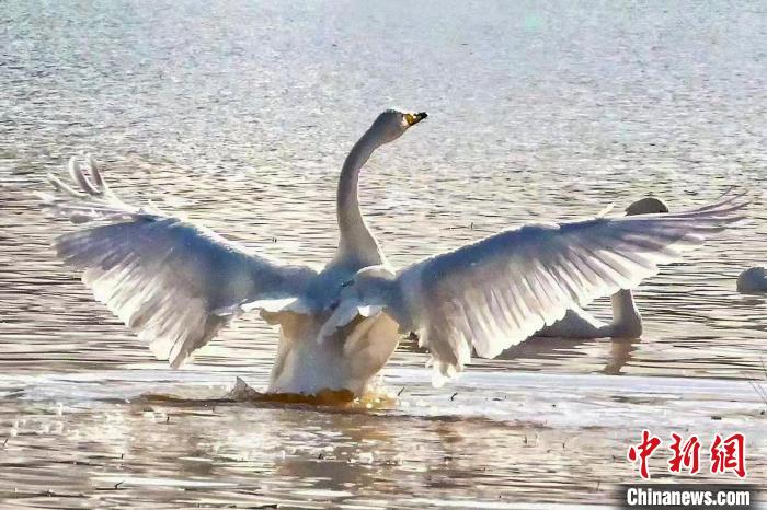 圖為一只大天鵝在水中沐浴?！?yán)桉 攝