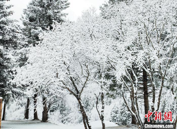 大熊貓國家公園王朗片區(qū)春雪如畫，宛若仙境?！×_春平 攝