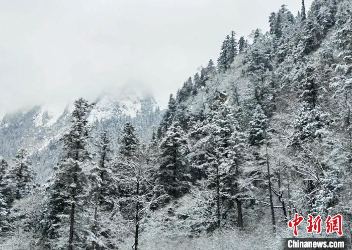 大熊貓國家公園王朗片區(qū)春雪如畫，宛若仙境?！×_春平 攝