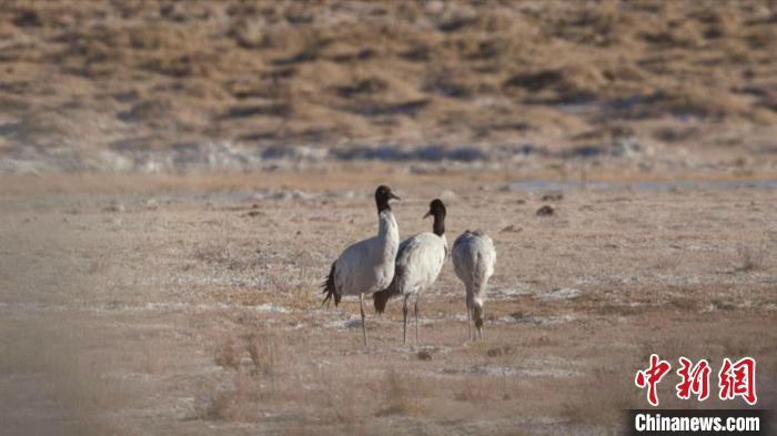 珍稀鳥類黑頸鶴、灰鶴現(xiàn)身青海格爾木