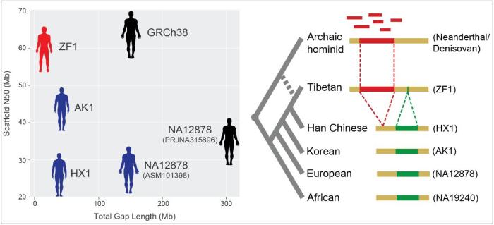 首個藏族人群高質(zhì)量參考基因組發(fā)布