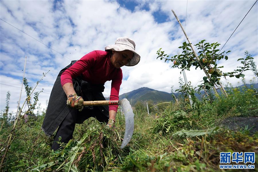 （圖文互動）（1）蘋果紅了，群眾笑了——西藏林芝現(xiàn)代蘋果標準化示范園見聞