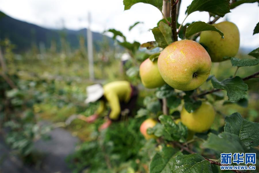 （圖文互動）（2）蘋果紅了，群眾笑了——西藏林芝現(xiàn)代蘋果標準化示范園見聞