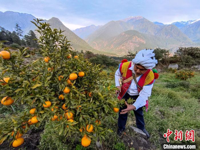 林芝下察隅鎮(zhèn)京都村101畝耙耙柑豐收?！〗w波 攝