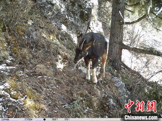 圖為相同位點(diǎn)記錄到的國(guó)家二級(jí)重點(diǎn)保護(hù)野生動(dòng)物—中華鬣羚。　中國(guó)科學(xué)院昆明動(dòng)物研究所提供