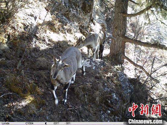 圖為相同位點(diǎn)記錄到的雪豹主要獵物—巖羊?！≈袊?guó)科學(xué)院昆明動(dòng)物研究所提供