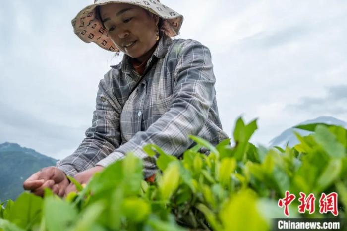 圖為墨脫縣背崩鄉(xiāng)門巴族民眾采摘茶葉。