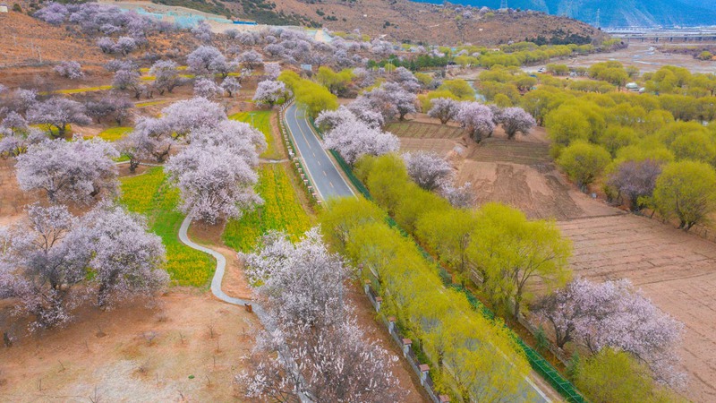 林芝桃花盛開(kāi)。 張靜攝