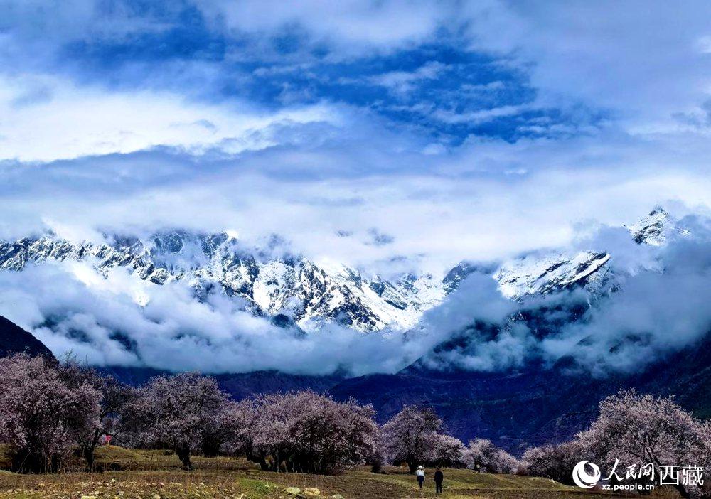 雪山下的桃花。人民網(wǎng) 李海霞攝