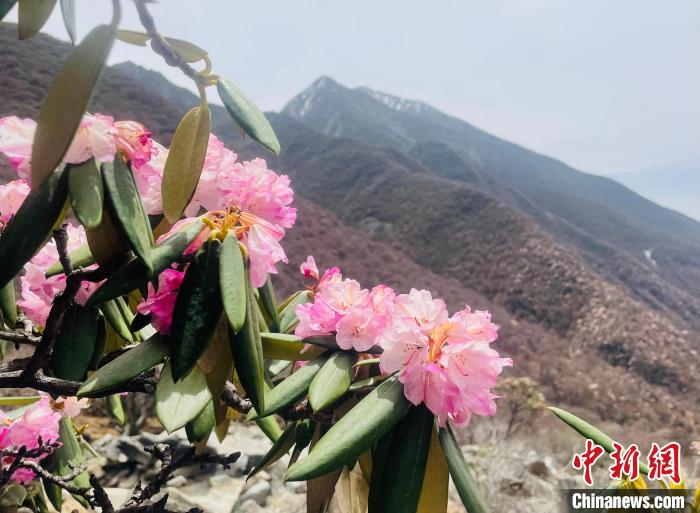 近日，西藏自治區(qū)山南市加查縣索囊溝的杜鵑花競相綻放?！∪轿木?攝