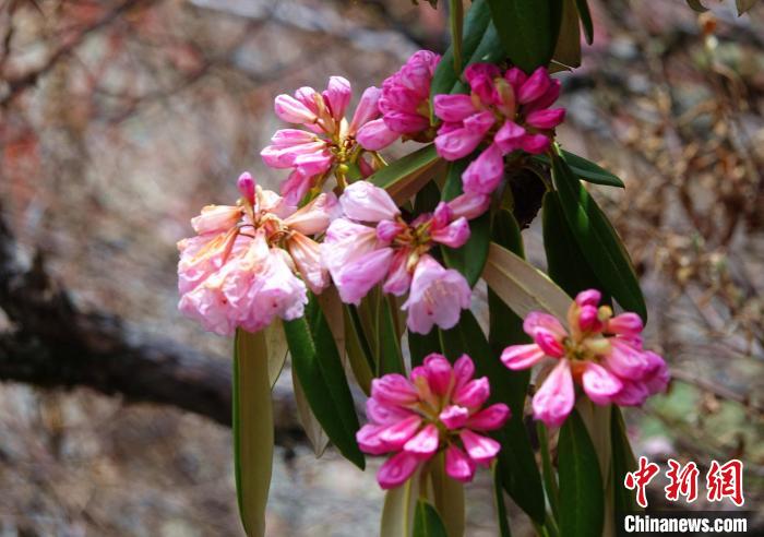 近日，西藏自治區(qū)山南市加查縣索囊溝的杜鵑花競相綻放?！∪轿木?攝