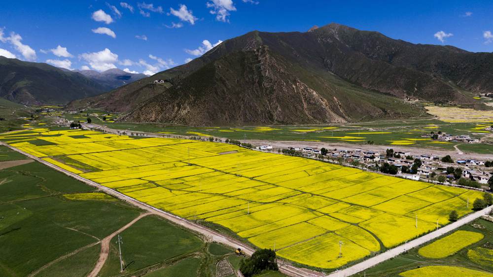 西藏墨竹工卡縣油菜農(nóng)田。