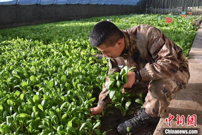 圖為阿里軍分區(qū)某邊防團官兵在溫室摘菜?！￡悋[岳 攝