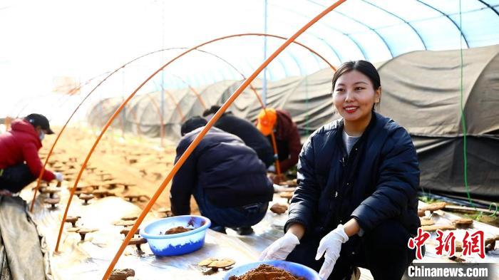 圖為農(nóng)民采收靈芝孢子粉?！∴嚢?攝