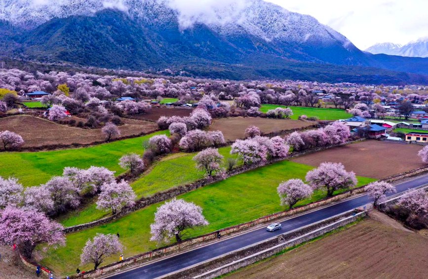 波密縣傾多鎮(zhèn)如納村盛開的桃花。徐馭堯攝