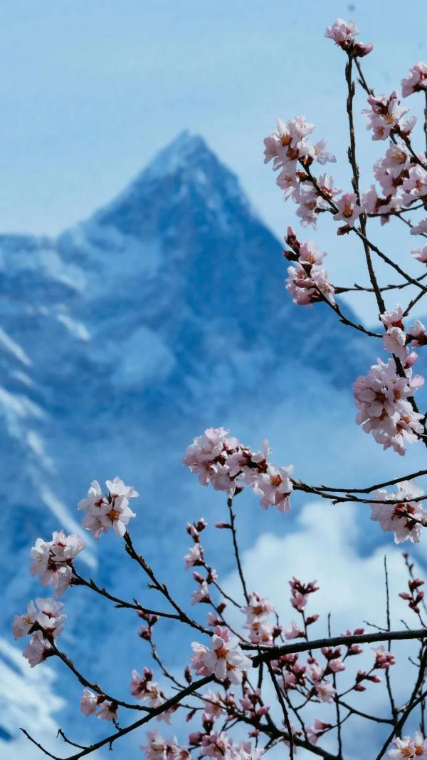 人間桃花源！林芝桃花有多絕？