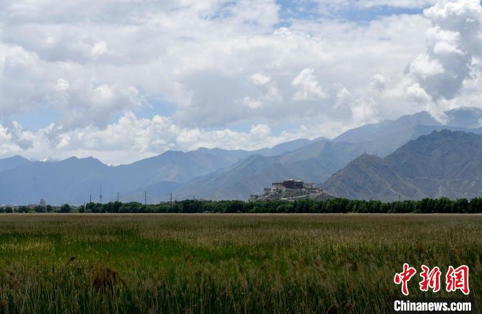 圖為6月22日，西藏拉薩拉魯濕地。　李林 攝