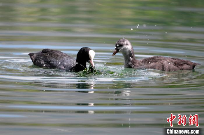 圖為6月22日，棲息在拉魯濕地內(nèi)的古頂雞?！±盍?攝